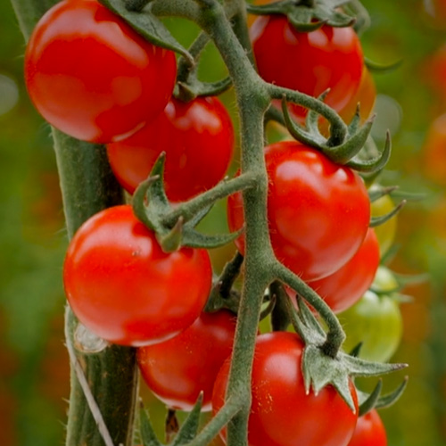 Pomodoro ciliegino rosso e giallo