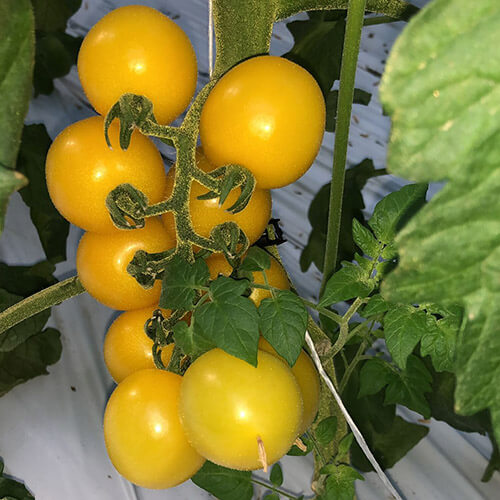 Pomodoro datterino rosso e giallo