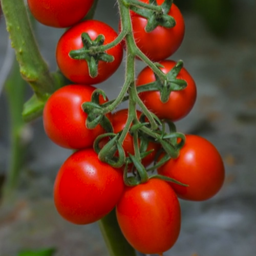 Pomodoro midi plum