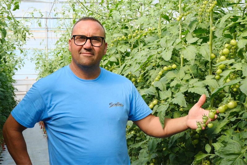 Fondatore dell'Azienda Agricola Scalia tra le piante di pomodoro