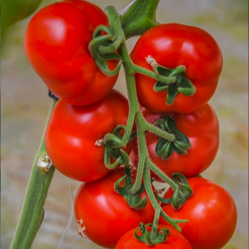 Pomodoro tondo liscio